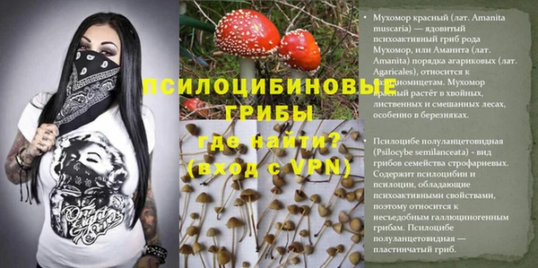 крисы Бородино