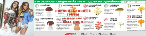 крисы Бородино