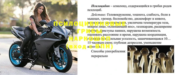 крисы Бородино